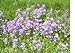 Dames Rocket Flower Seeds - 4,300 Flower Seeds in Each Packet with Freee Shipping
