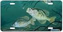 Shady Deal - Crappie Fish Art Print - License Plate by Randy McGovern from Airstrike, Inc.