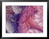 Bacteria of Human Intestinal Tract, Painted by Jane Hurd Collections Framed Art Poster Print, 31x25