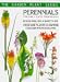 Perennials