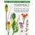 Perennials: Late Perennials v.2: Late Perennials Vol 2 (Pan Garden Plant)