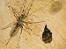 Unidentified Spider with Eggs in a Cave, Ankarana Special Reserve, Ambilobe, North Ma...