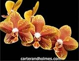 Phal. Carolina Bronze Meteor 