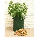pack of 3 potato patio planters - made of tough polyethylene