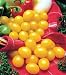 Ildi Tomato Plant