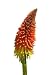 Red Hot Poker - 24