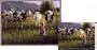 Anniken And the Cows Throw - 70 x 53 Blanket/Throw