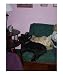 Comfortable Companions Humor Photographic Poster Print by Allyson P Holt, 16x20