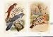 Cuckoo Hoopoo Antique Print Fine Art Birds Color Old