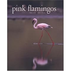 Pink Flamingos
