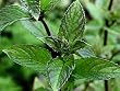 spearmint flavor powder