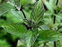 spearmint essential oil