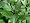spearmint latte mix