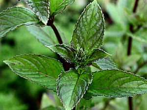 spearmint latte mix