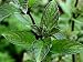spearmint flavor powder