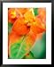 Euphorbia Griffithii Fireglow, Close-up of Orange Flower Bract Framed Art Poster Print by Lynn Keddie, 25x31