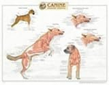 Canine Muscular System Chart