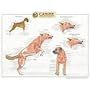 Canine Muscular System Chart