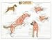 Canine Muscular System Chart