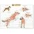Canine Muscular System Chart