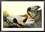 Canvas Backed Duck Framed Art Poster Print by John James Audubon, 42x30