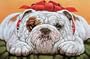 Bulldog Boxed Christmas Cards