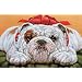 Bulldog Boxed Christmas Cards