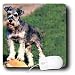 schnauzer26  - Dogs Schnauzer Schnauzer Mouse Pads