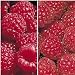 All-Red Raspberry Offer