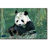 IMAGE OF Professionally Framed Planet Earth Panda Bear Art Print Poster - 22x34 with RichAndFramous Black Wood Frame