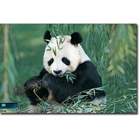Planet Earth Panda Bear Art Print Poster - 56x86 cm