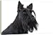 Dog - Scottish / Aberdeen Terrier - 20 Inch Canvas Print (51 cm) by Ardea