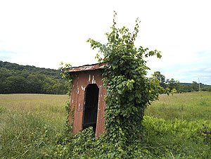 Country Bus Stop with Kudzu