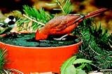 Deluxe Solar Sipper - Wild Bird Watering Station / Birdfeeder Water Accessory
