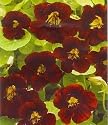 Black Velvet Nasturtium 30 Seeds