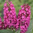'Miss Ruby' Butterfly Bush - Buddleia - Proven Winners - 4
