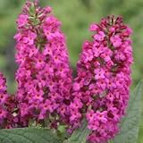 Amazon / Hirts: Butterfly Bush: Miss Ruby Butterfly Bush - Buddleia - Rich Pink Blooms - Proven Winners