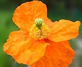 41G4fxdtO2L. SL160  100 Poppy Flower Seeds Everblooming Atlanticum Poppies