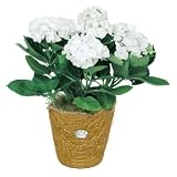 White Hydrangea Christmas Plant in Gold Pot
