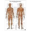 Anatomie-Lerntafel. Die menschliche Muskulatur