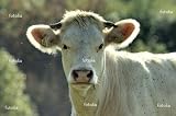 'Bull' Wall Decal - 24"W x 16"H Removable Graphic