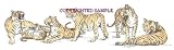 Tigers - Drawing by Cindy Farmer