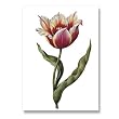 genus Tulipa 30 - 5" x 7" Museum Quality Greeting Card