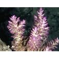 Pink Coral, Acropora Secale, Lau islands, Fiji Photographic Poster Print, 16x12