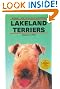 Lakeland Terriers