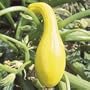 Yellow Crookneck Summer Squash - Pack