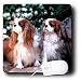 Dogs Cavalier King Charles Spaniel - Two Blenheim Cavalier King Spaniel - Mouse Pads