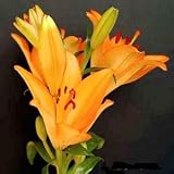 Amazon / Tropical Oasis: LILIUM AMABILE pretty and rare 10 seeds