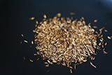 CUMIN HERB 75 SEEDS – GARDEN FRESH PACK!