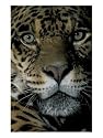 Jaguar, Madre de Dios, Peru Animals Photographic Poster Print by Andres Morya, 18x24